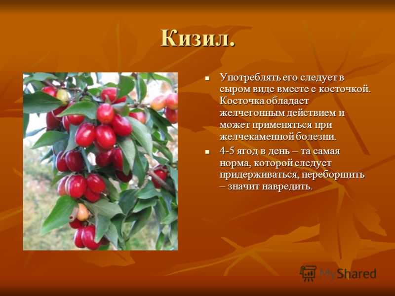 Польза и вред кизила - кизил сушеный полезные свойства