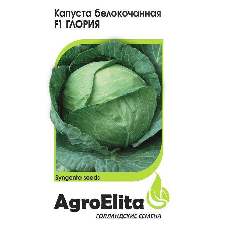 Капуста глория: описание сорта, характеристика, выращивание и уход в открытом грунте