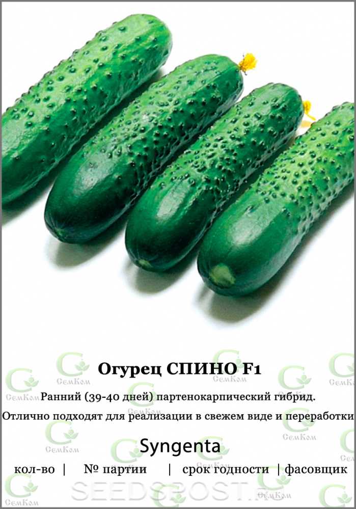 Сорт огурца спино (f1): фото, отзывы, описание, характеристики.