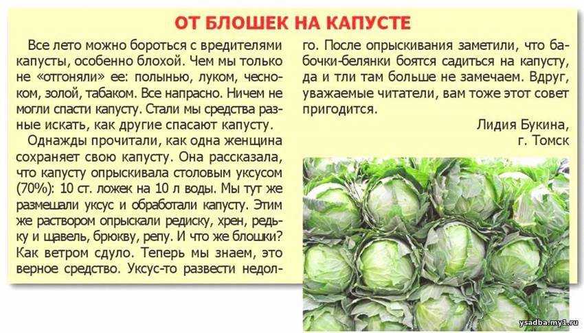 Как избавиться от вредителей капусты без химии - дачные советы.ру