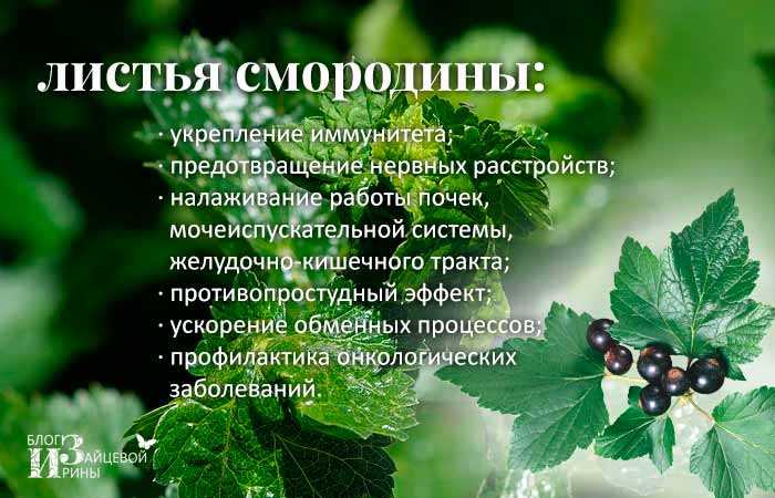 Черная смородина – полезные свойства, состав и противопоказания (+ 16 фото)