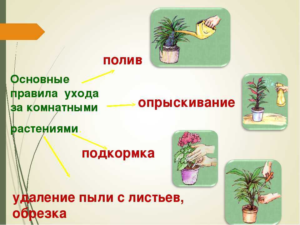 Полив комнатных цветов: подробное руководство | клуб цветоводов
