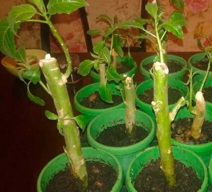 Пленяя гигантскими колокольчиками цветков бругмансия и в комнате остается прежде всего садовым незимостойким кадочным растением Решаясь вырастить её в комнатном формате нужно здраво оценивать свои шансы