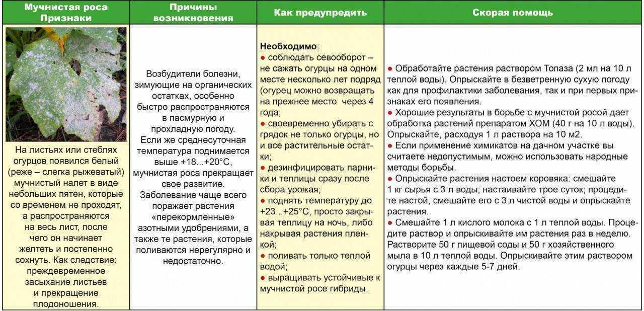 Мучнистая роса на крыжовнике: меры борьбы