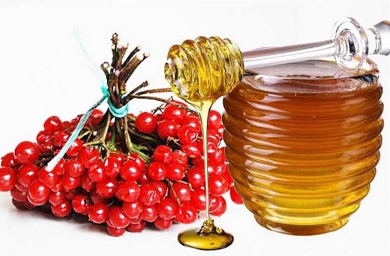 8 рецептов как приготовить калину с медом
