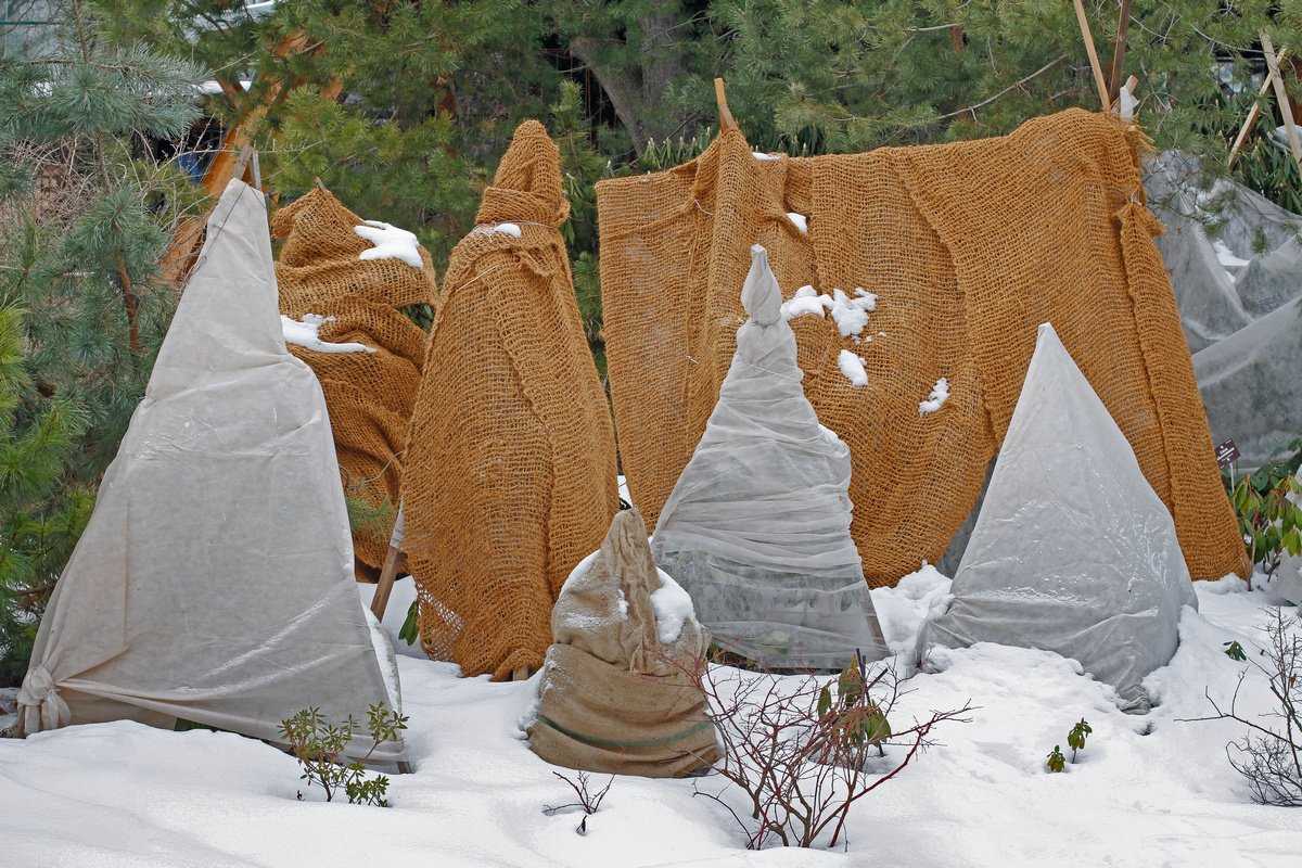 Можно ли укрывать чеснок на зиму листьями - обзортека