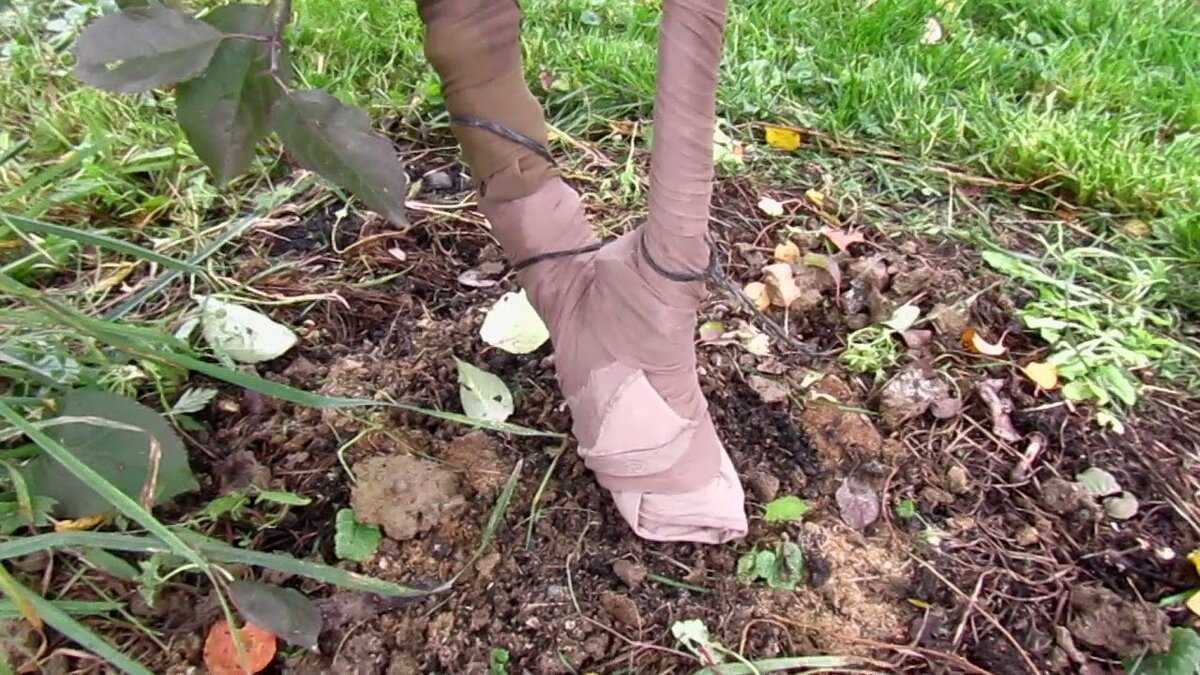 Способы защиты яблони от зайцев зимой