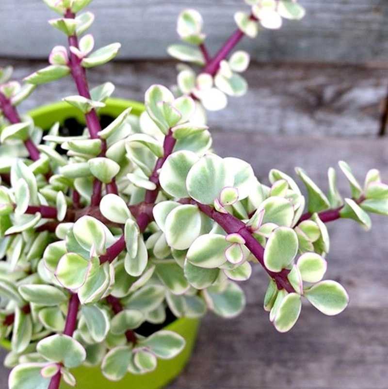 Портулакария африканская — все о бонсай на mirbonsai.com