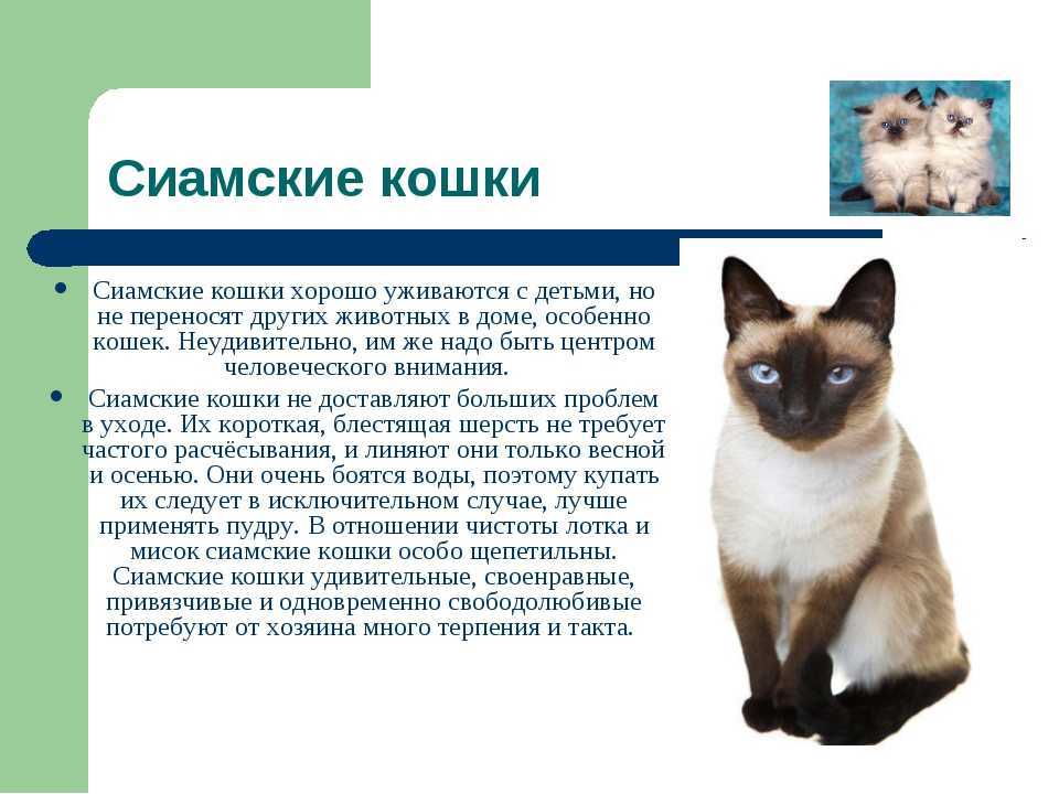 Вы наверное уже догадались что речь в этой статье пойдет о сиамских кошках Эти удивительные существа поражают своей грацией уникальным бежево коричневым окрасом и потрясающе яркими глазами небесного оттенка