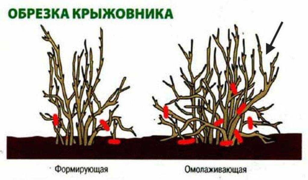 Обрезка красной и черной смородины: когда и как правильно это делать