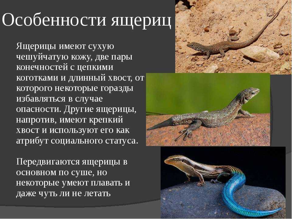 Описание прыткой обыкновенной ящерицы из красной книги
