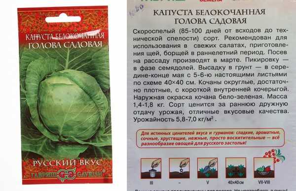 Капуста каменная голова: характеристика и описание позднего сорта