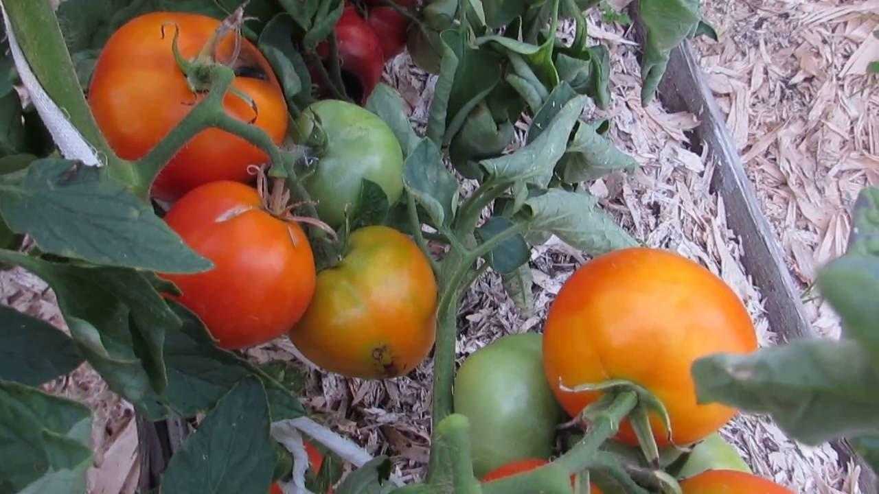 Томат золотая теща: характеристика и описание сорта, отзывы, фото, урожайность