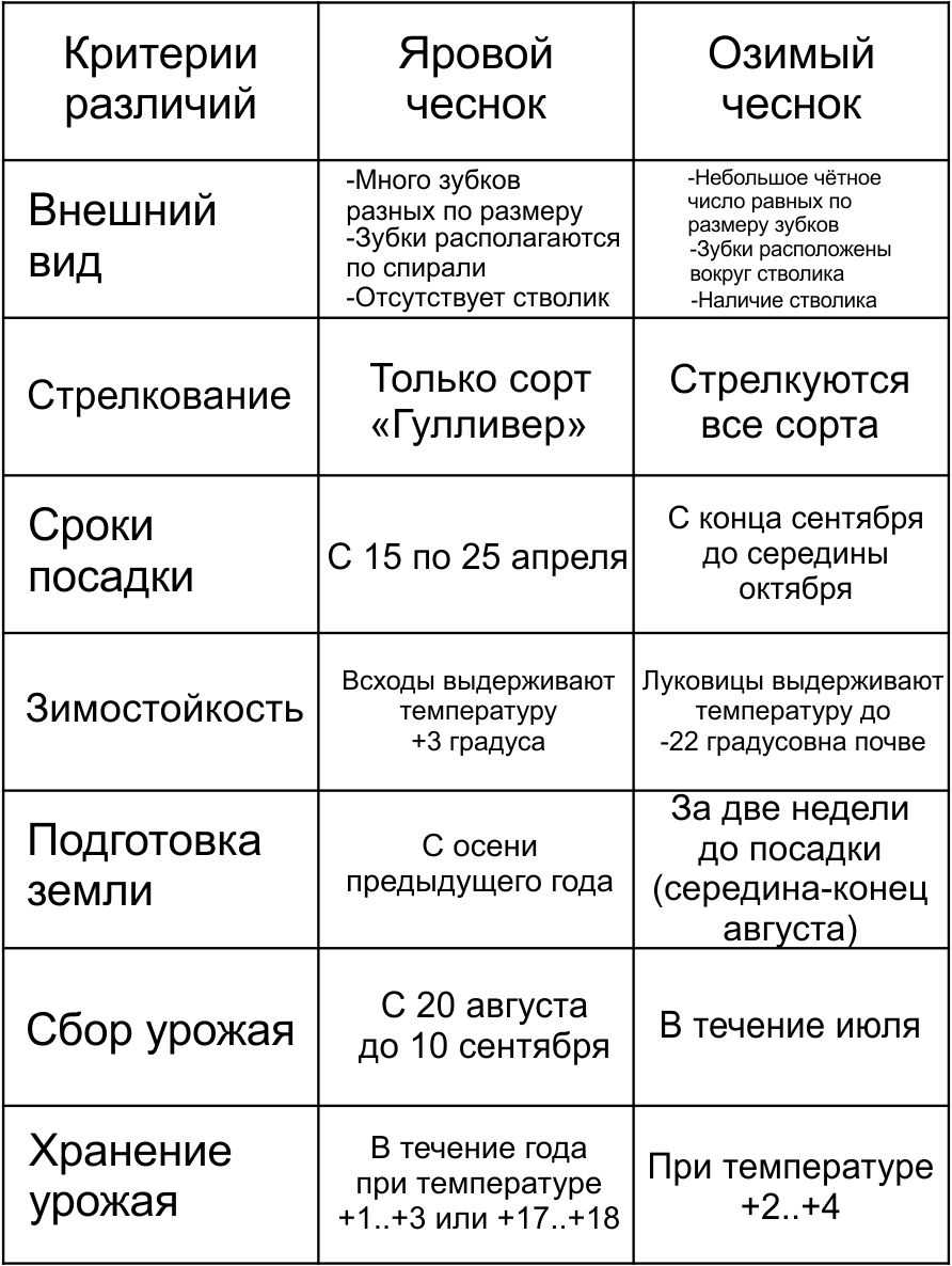 Яровой чеснок: посадка весной, выращивание и уход, маленькие хитрости, которые могут помочь начинающим фермерам