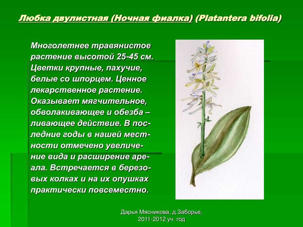 Любка двулистная или ночная фиалка - platanthera bifolia (l.) rich