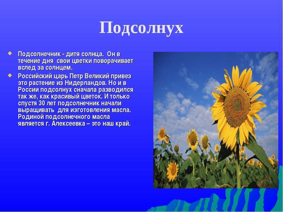 Презентация по биологии для 6класса на тему: дары нового света.  доклад, проект