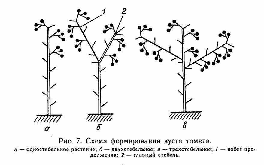 Почему у рассады томатов становится тонкий и длинный стебель: как спасти, чем полить