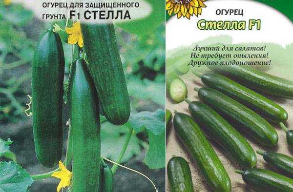 Огурец "стелла": отзывы тех, кто выращивал, плюсы и минусы сорта, нюансы агротехники