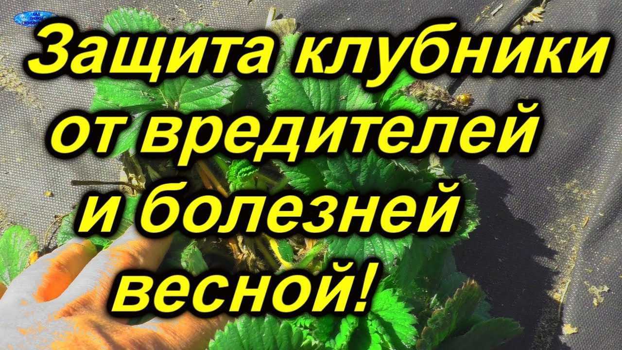 Обработка клубники осенью от вредителей и болезней: самые эффективные и лучшие средства - огород-365