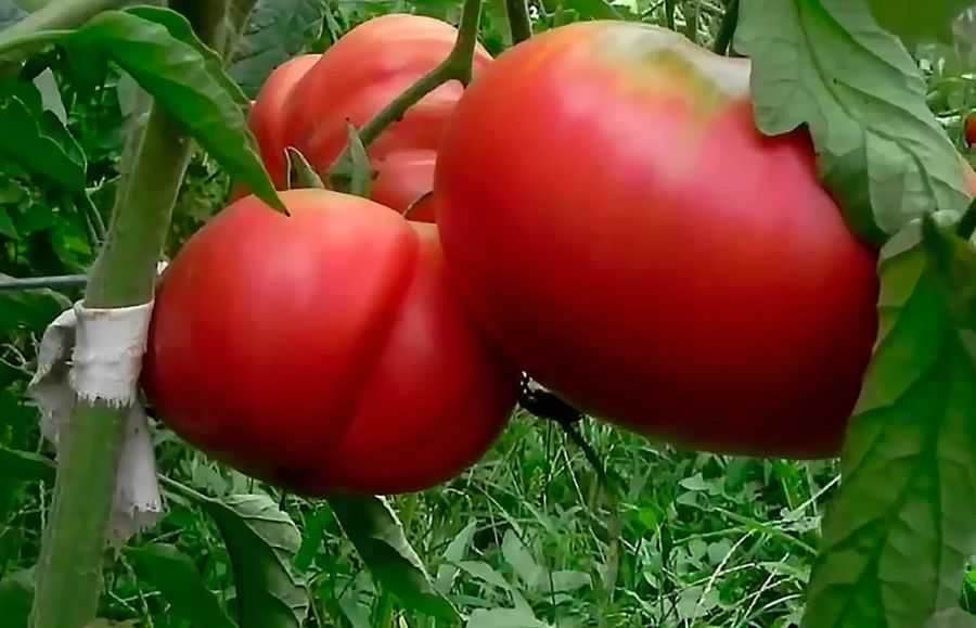 Необыкновенно сладкий вкус — томат медовый салют: описание сорта, отзывы