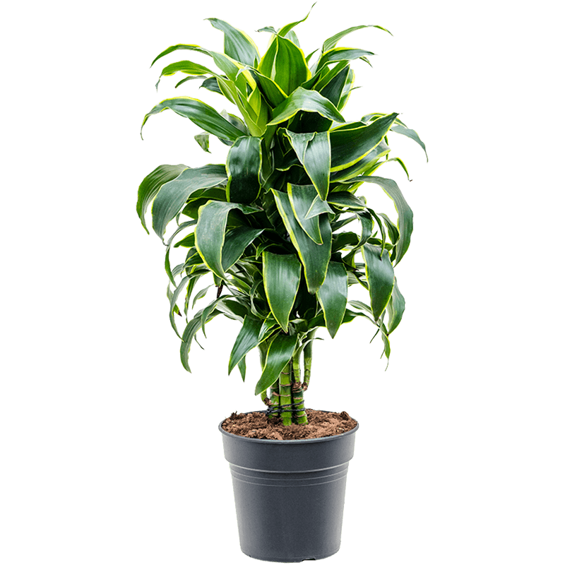 Dracaena lemon lime repotting: the mix to use & steps  to take