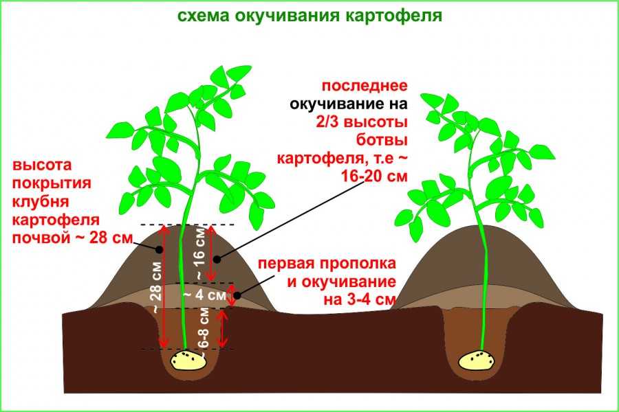Список самых урожайных сортов картофеля