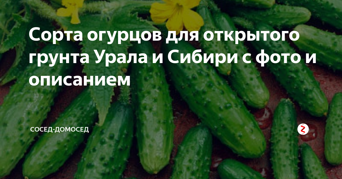 Сорта огурцов для засолки и консервирования: самоопыляемые для открытого грунта
