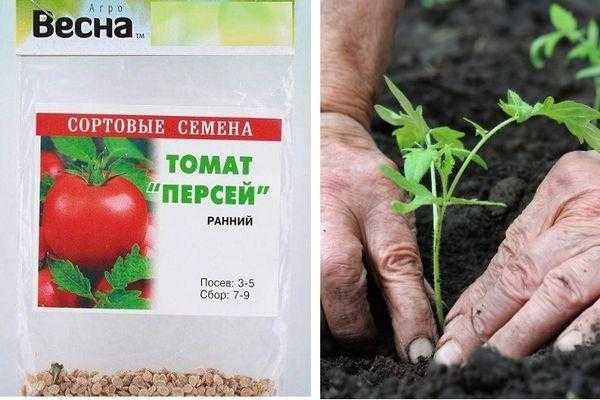 Томат персей