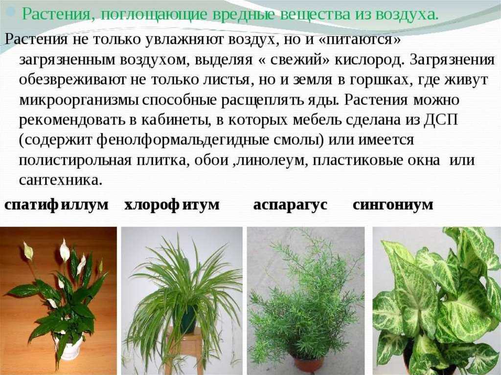 Домашние растения, которые очищают воздух