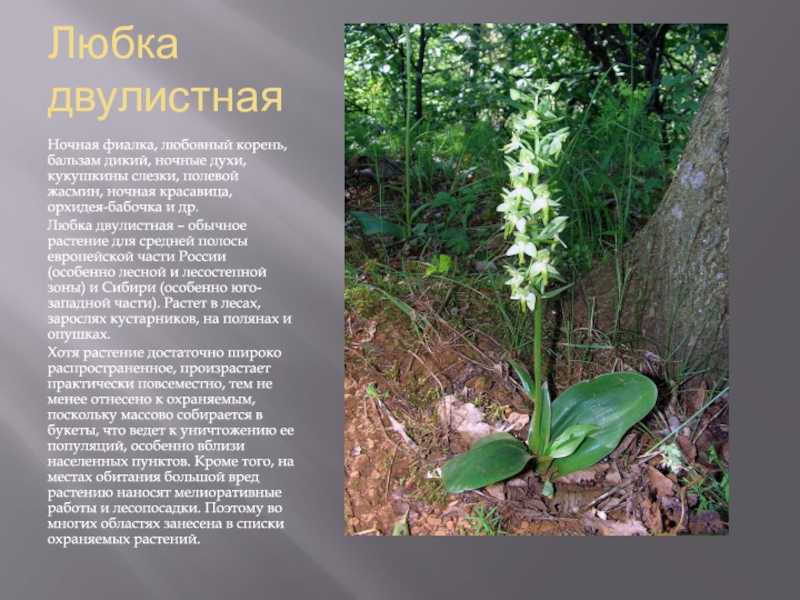Любка двулистная – полезные свойства, описание