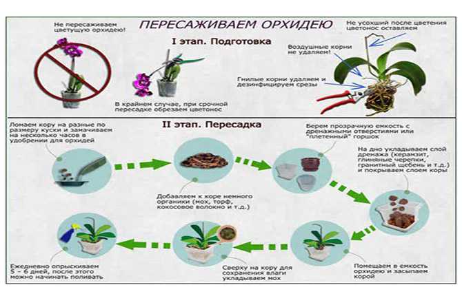 Как размножить орхидею в домашних условиях: виды и способы, пересадка, особенности ухода и советы садоводов - sadovnikam.ru