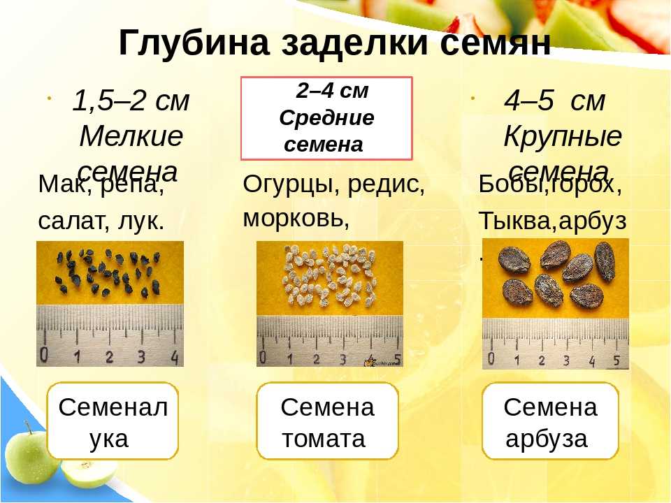 Как повысить и ускорить всхожесть семян – 8 важных условий для прорастания