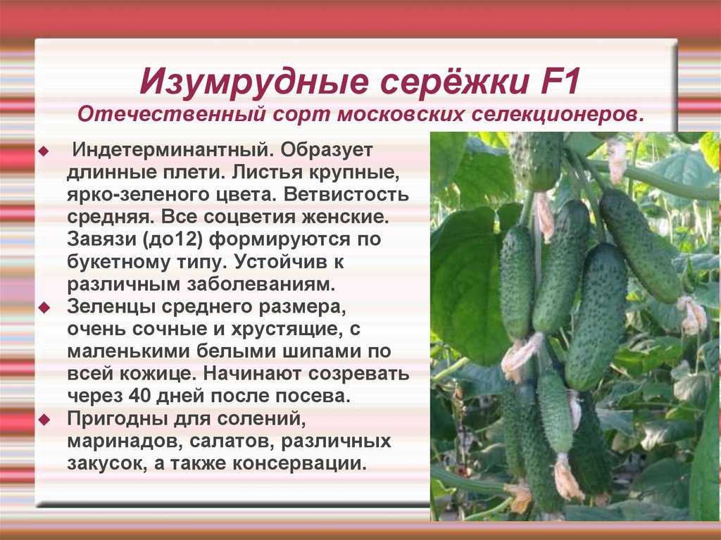 Огурец изумрудные сережки f1 - описание и характеристика сорта
