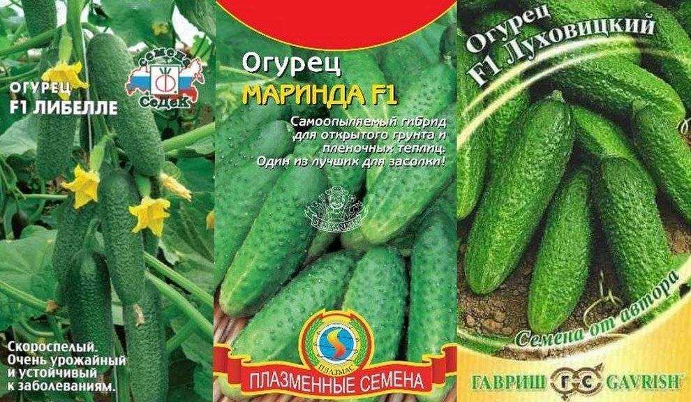 Огурцы задор описание сорта фото отзывы