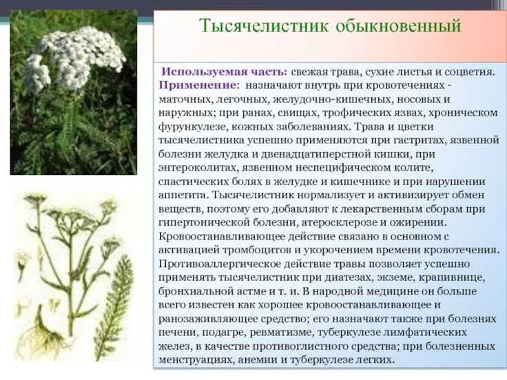 Тысячелистник обыкновенный — лечебные свойства, народные рецепты и их применение, как и когда собирать траву