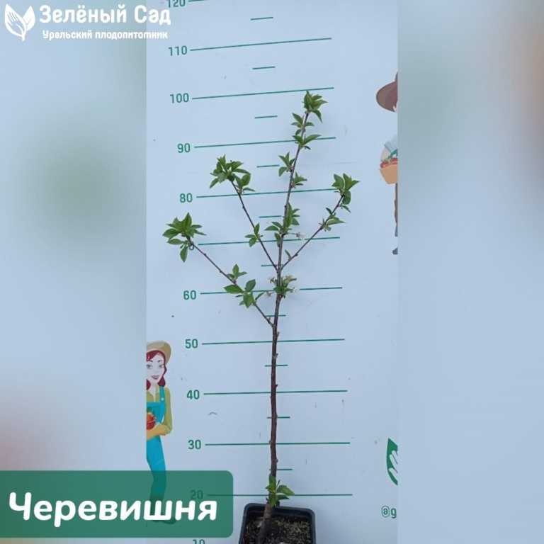 Дюк (гибрид вишни и черешни, черевишня). основы выращивания. посадка, размножение, уход, сбор и хранение урожая. агротехнические технологии