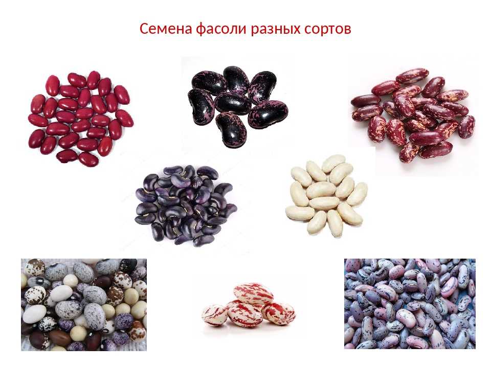 Лучшие сорта фасоли для открытого грунта. особенности, видео