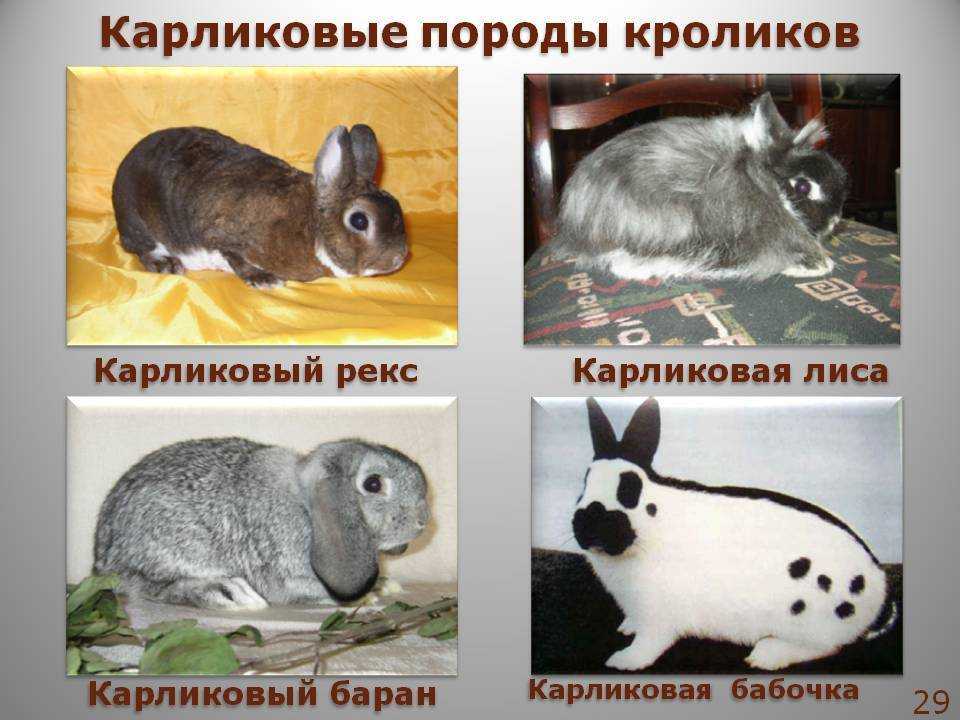 Самые красивые кролики в мире: фотографии, виды