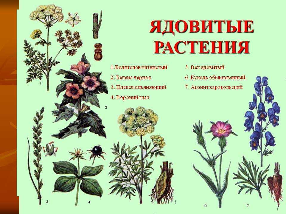 Ядовитые растения: названия, описание, фото | дача
