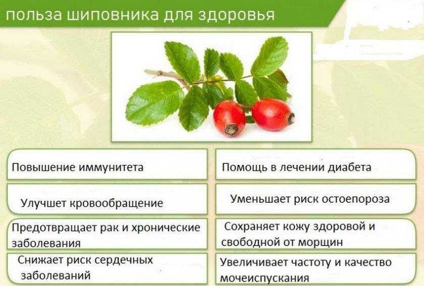 Сорта шиповника с и описанием для подмосковья самоплодные для завариявания с красивыми цветами особенности выращивания характеристики и вкусовые качества ягод полезные свойства
