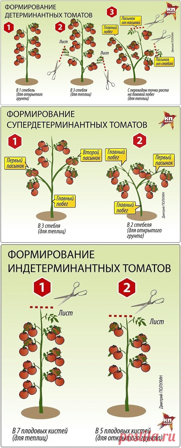 Что такое детерминантный сорт томатов