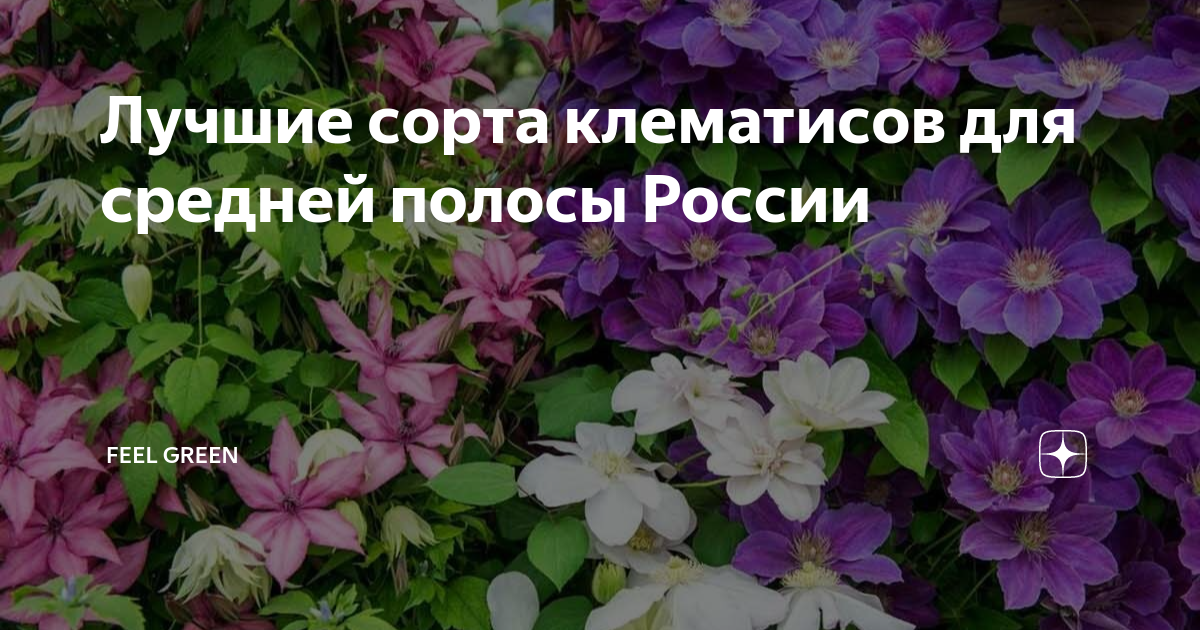 Клематис ниобе (niobe): фото и описание сорта, группа обрезки