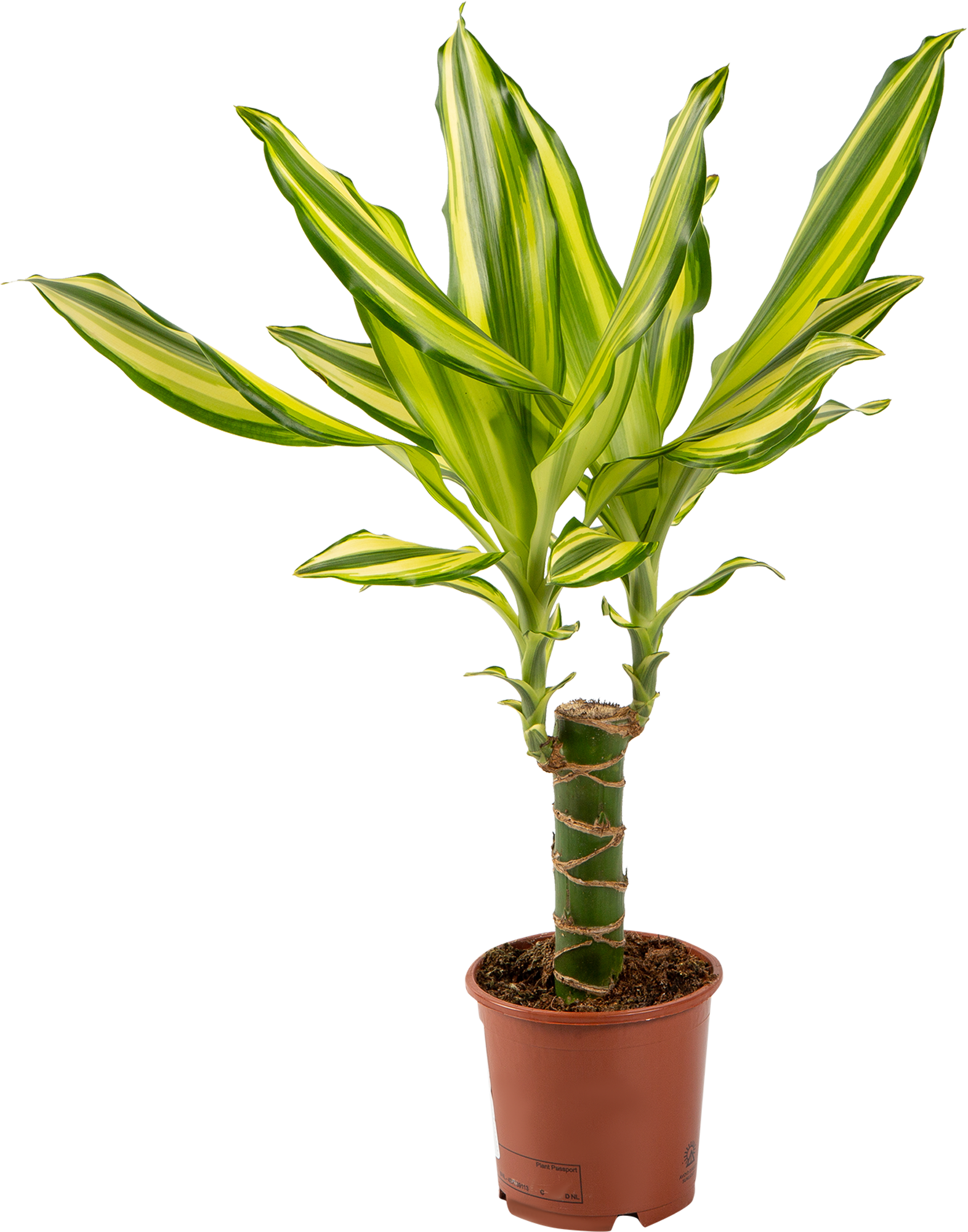 Dracaena fragrans ‘lemon lime’ care guide (2024) | garden pals