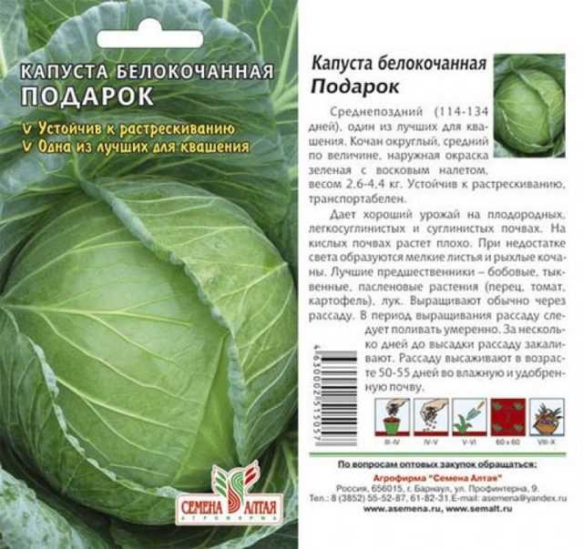Описание сорта капусты Подарок а также реальные отзывы характеристика урожайность достоинства и недостатки