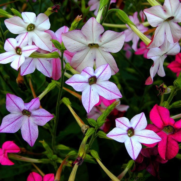 Душистый табак посадка и уход, фото сортов, выращивание и размножение в открытом грунте, роль в ландшафтном дизайне