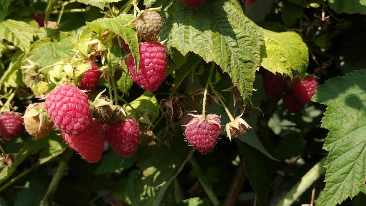 Сорта ежевики - лучшие сорта на любой вкус