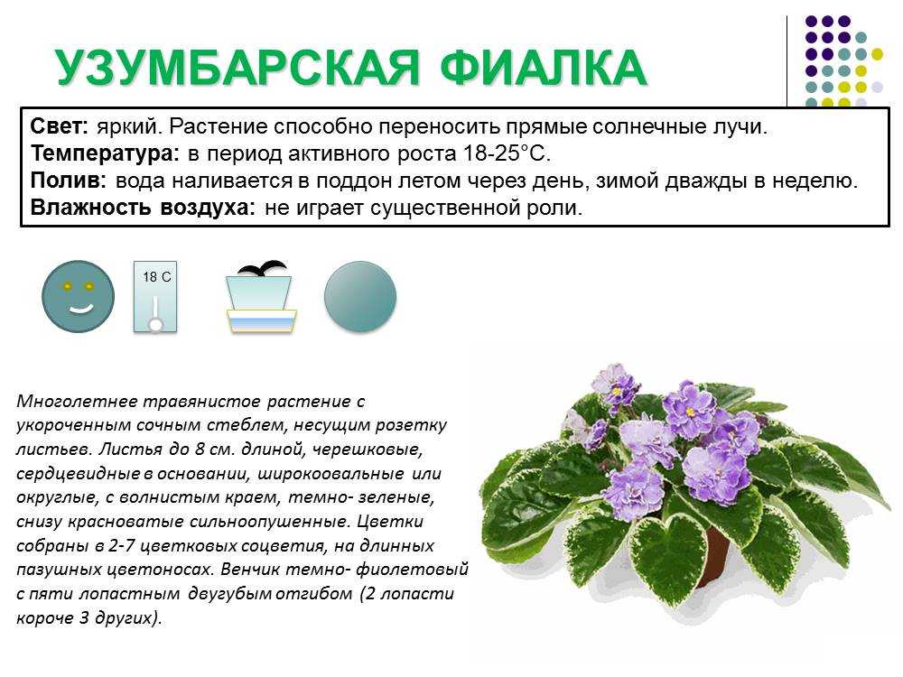 Альсобия — для необычных акцентов в интерьере. уход в домашних условиях. фото — ботаничка
