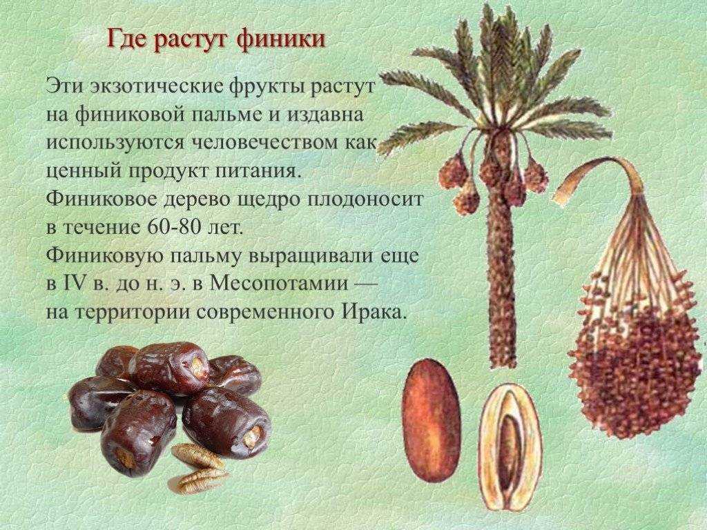 Домашняя финиковая пальма: выращивание с видео и фото | фатерра