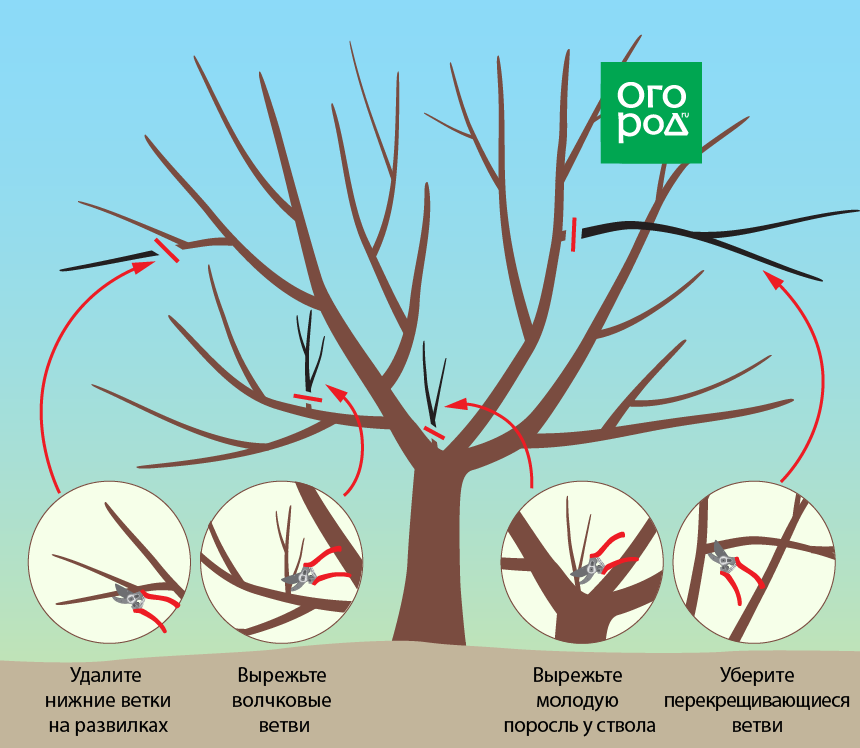 Эта процедура поможет сформировать оптимальную крону и оздоровить дерево О том как должна проводиться правильная обрезка поговорим в этой статье