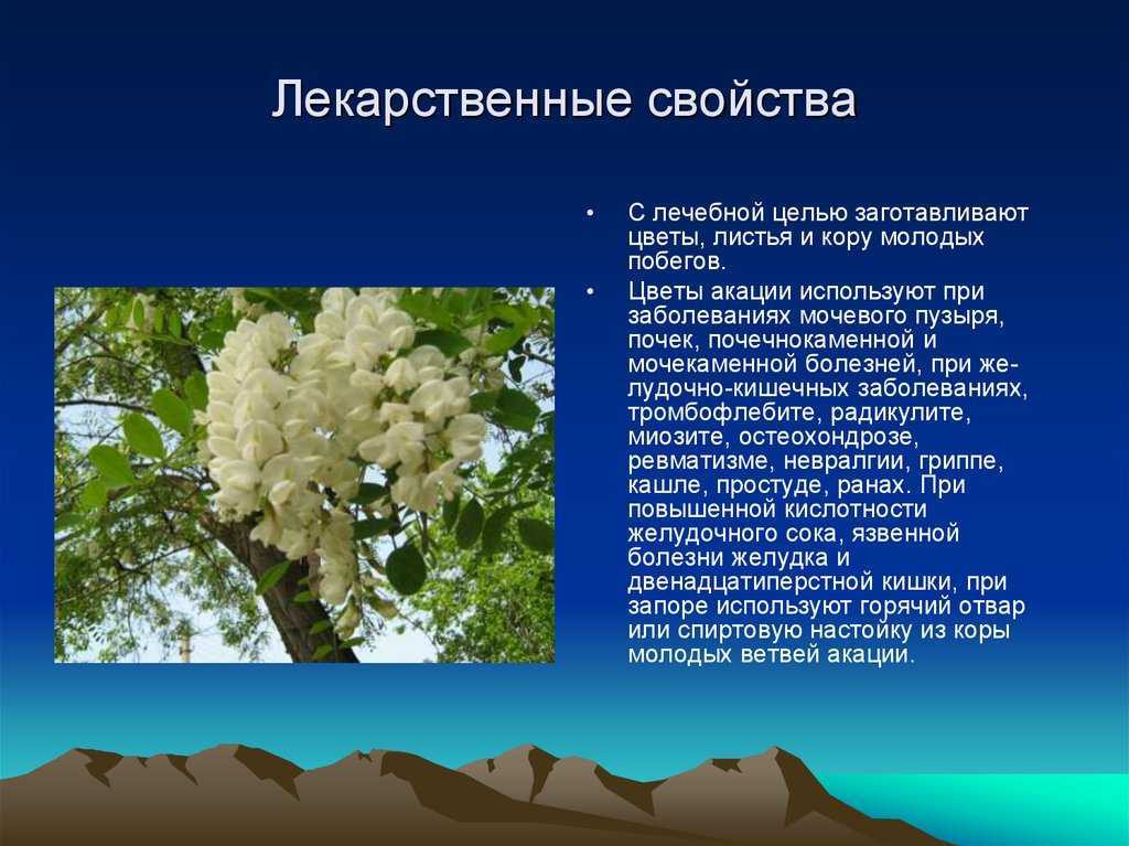 Акация: описание дерева, посадка и уход, виды с фото и названиями